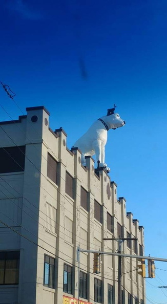 RCA Dog.jpg