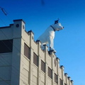 RCA Dog